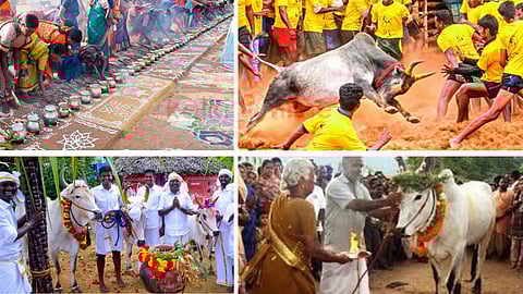 Pongal festival