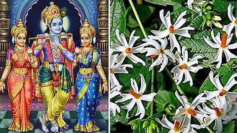Parijatham Flowers