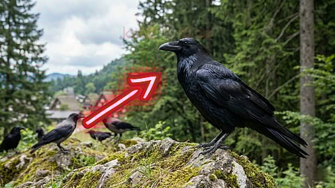 Crow Vs Raven