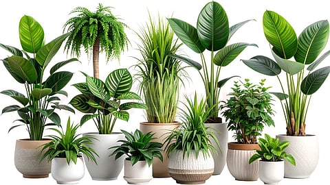 A conversation of plants