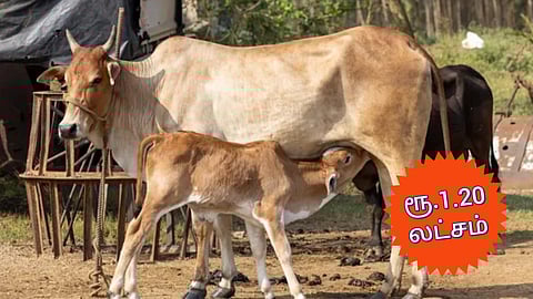 Rs.1.20 Lakhs for Cow loan