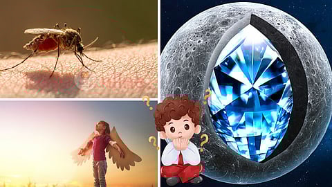 mosquito and a girl with a wing and a diamond planet