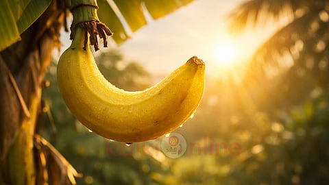 Why is banana curved?
