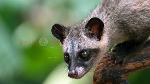 Asian Palm Civet