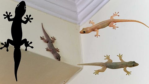 spiritual-meaning-of-lizard