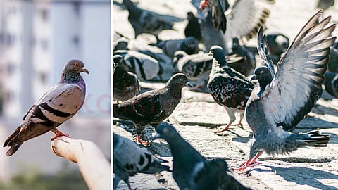 To keep the balcony clean