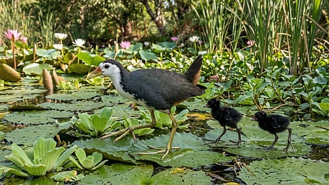 White-breasted Waterhen