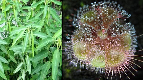 azhukanni plant and tholuganni mooligai