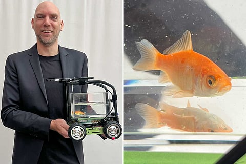 gold fish sets guiness record
