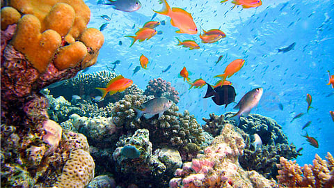 Great Barrier Reef
