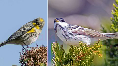 blackpoll-warbler birds