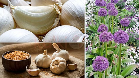 benefits-of-allium-plants