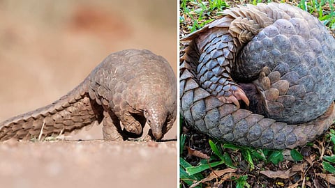 indian-pangolin