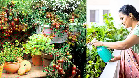 vegetable-garden-at-home