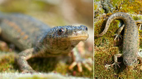 iberian-ribbed-newt