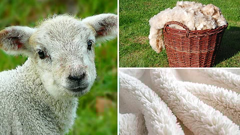 merino-wool-history