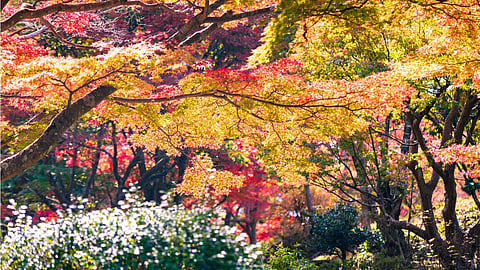 paperbark-maple-tree