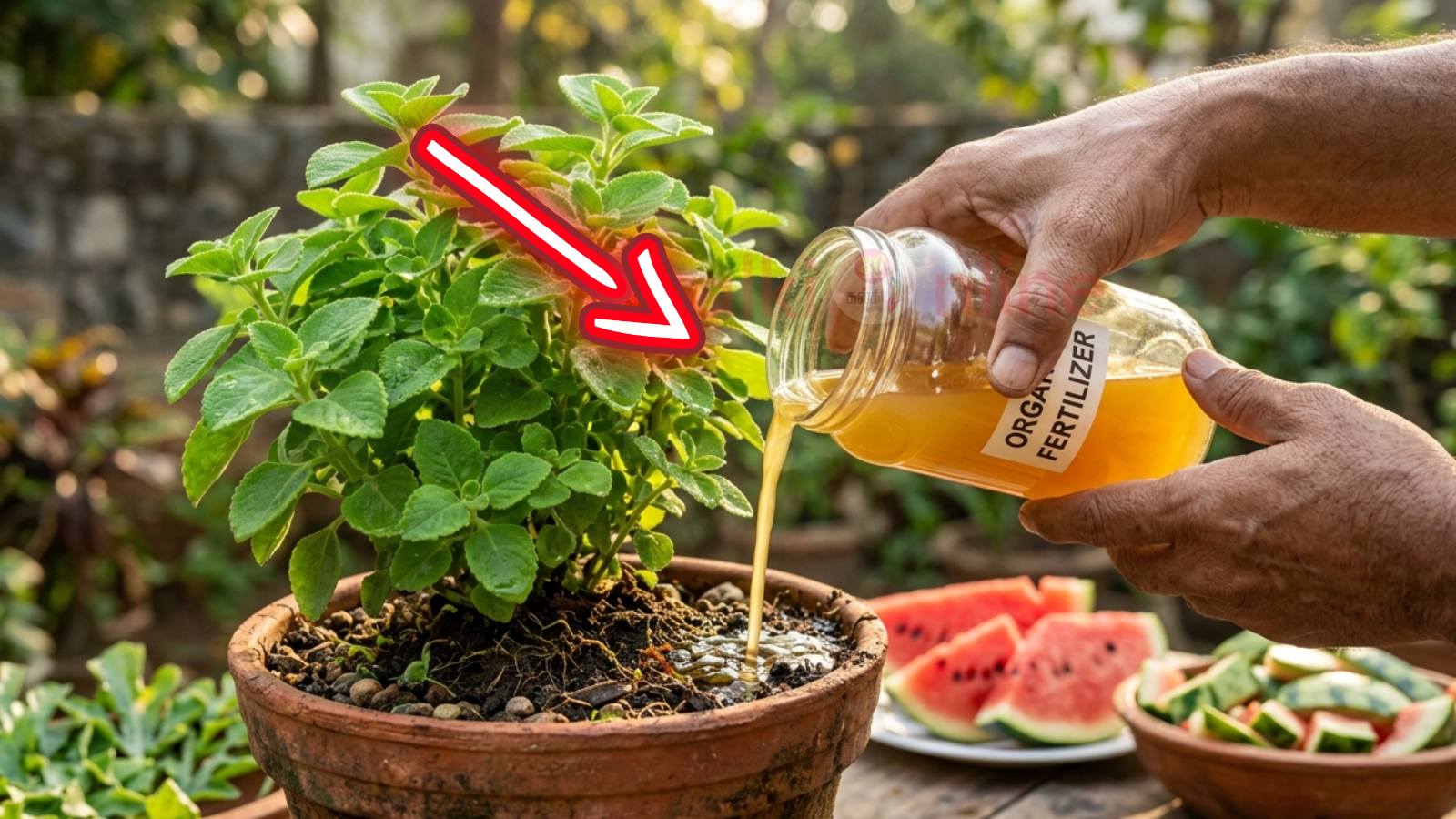 watermelon-rind-liquid-fertilize