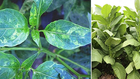 tobacco-mosaic-virus