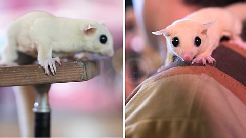 pygmy-glider