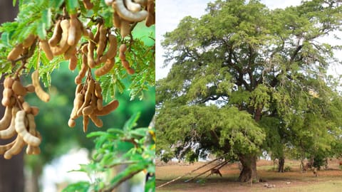 tamarind-trees