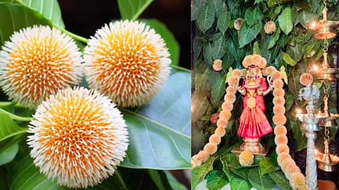 kadamba malar