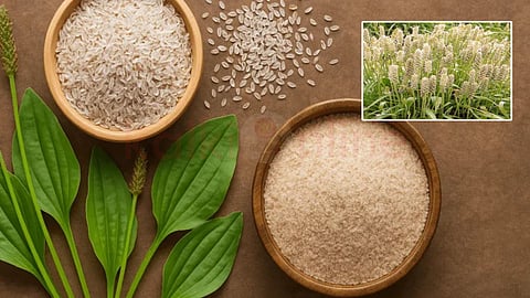 Isabgol and psyllium husk
