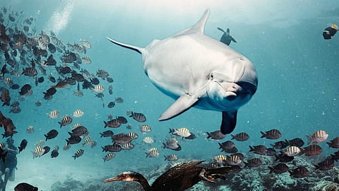 ocean-sunfish-mola