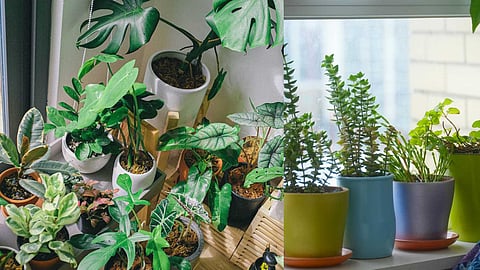 houseplants