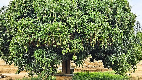 grow-mango-tree