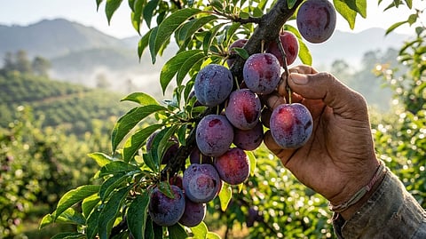 Plum Fruit Benefits