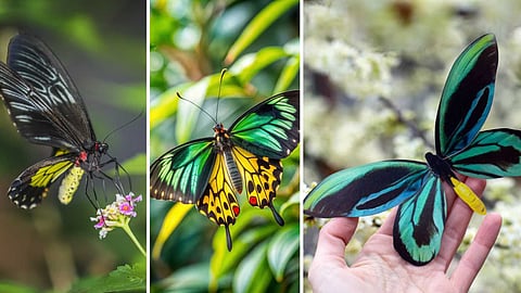 monarch-butterfly