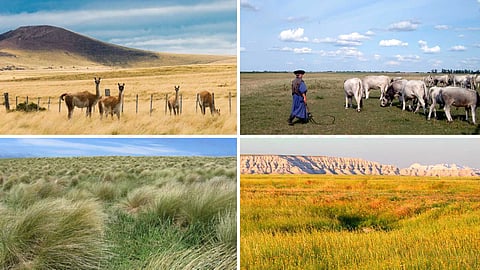 major-temperate-grasslands