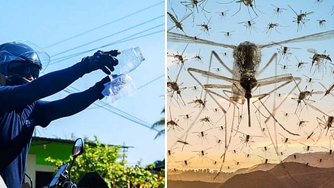 mosquito-breeding-factory