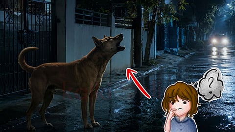 Dog barking at night