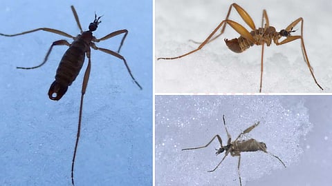 snow-flea