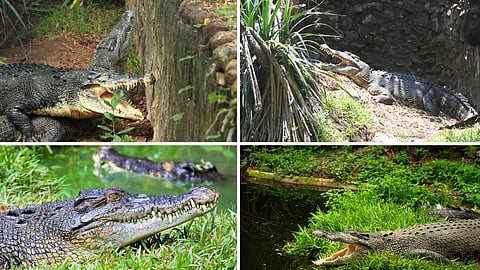 Chennai Crocodile Bank