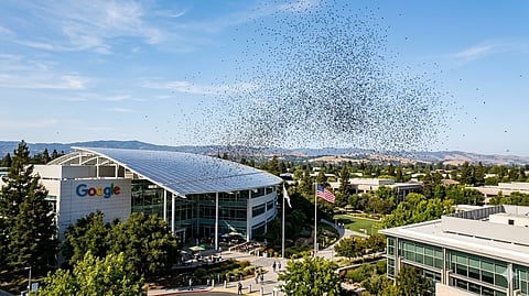 Google wants to release millions of mosquitoes