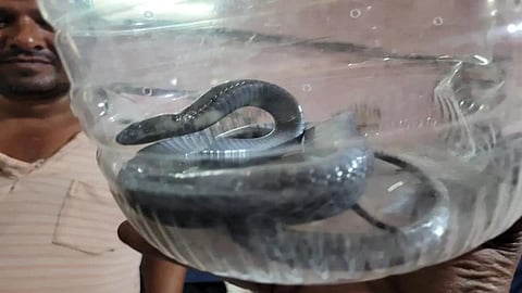PANIC AFTER VILLAGERS CARRY BLACK COBRA TO RAJASTHAN HOSPITAL