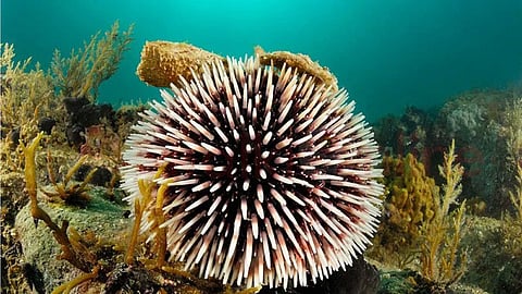 Sea urchin health benefits