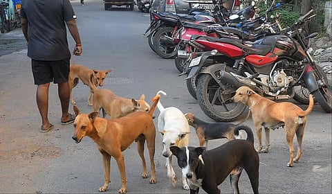 தெருநாய்