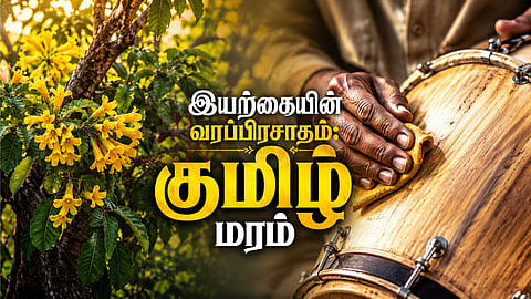 Gmelina arborea | சிறு குமிழ் மரம்
