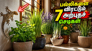 பல்லி விரட்டி | lizards and lizard repellent indoor plants