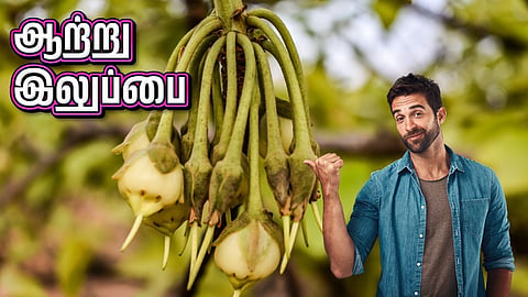 Iluppai Tree | ஆற்று இலுப்பை