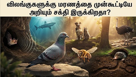 விலங்குகள் | Animals