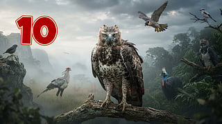 பயங்கரமான பறவைகள் | dangerous birds