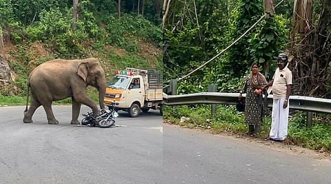 காட்டு யானையின் ஆக்ரோஷம்