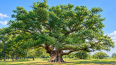 ராபின் ஹூட் மரம் | Major oak tree