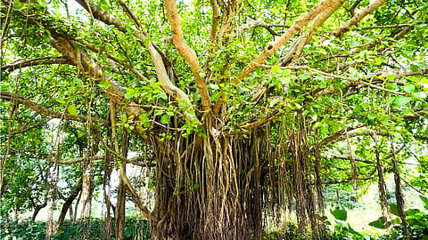 ஆலமரம் - Chennai Banyan Tree