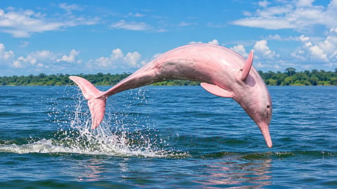 அமேசான் நதி டால்ஃபின் | Amazon river dolphin